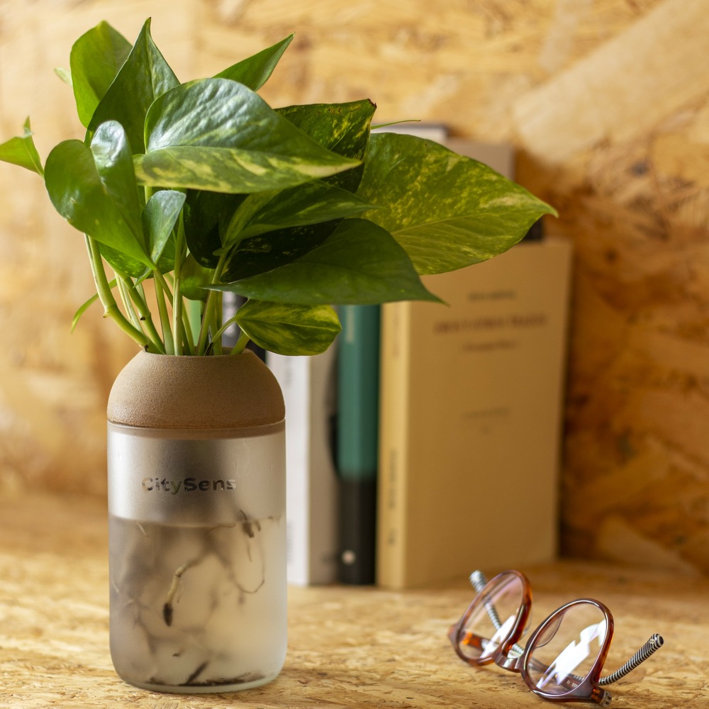 Pot transparent blanc et pin, avec plante