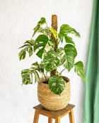 Plante d'intérieur - monstera deliciosa variegata xl 80cm