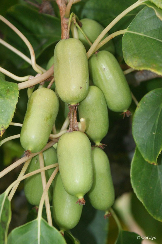 Kiwaî 'super jumbo' femelle - en pot de 1,5 litres