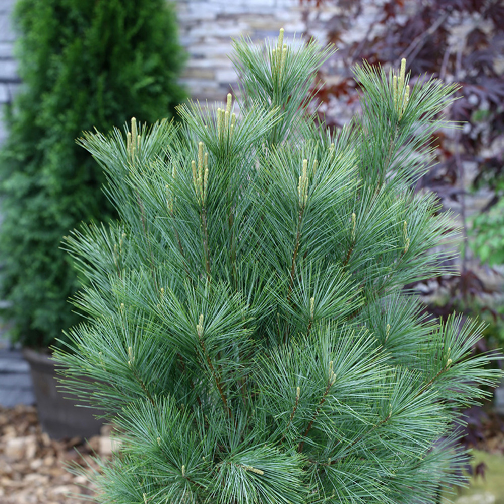 Pin pleureur de l'himalaya 'densa hill' pot de 3l/4l