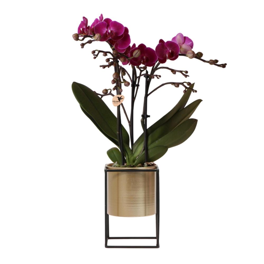 Plante d'intérieur - orchidée phalaenopsis pourpre et son cache-pot or - h40cm, ø9cm - plante d'intérieur fleurie 35cm