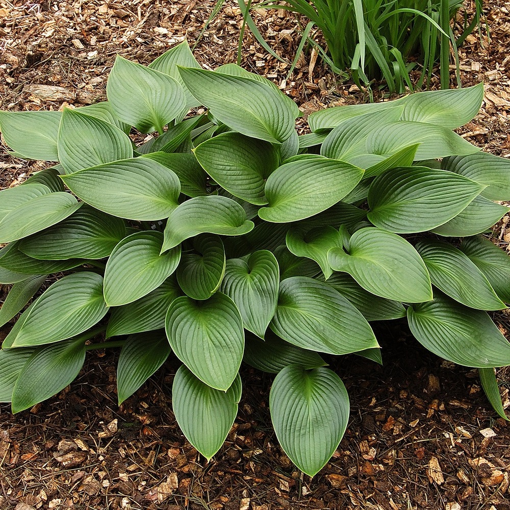 Hosta 'devon green' racines nues, qualité premium