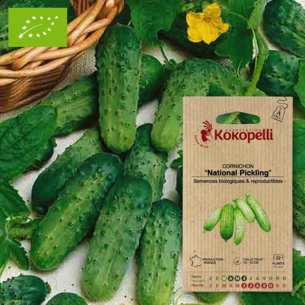 Cornichon national pickling- graines bio à semer