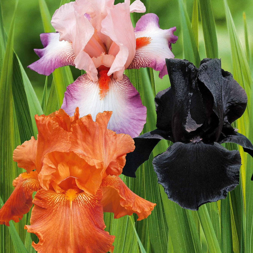6 iris de jardin noire, orange, rosé en mélange, le paquet de 6 racines nues