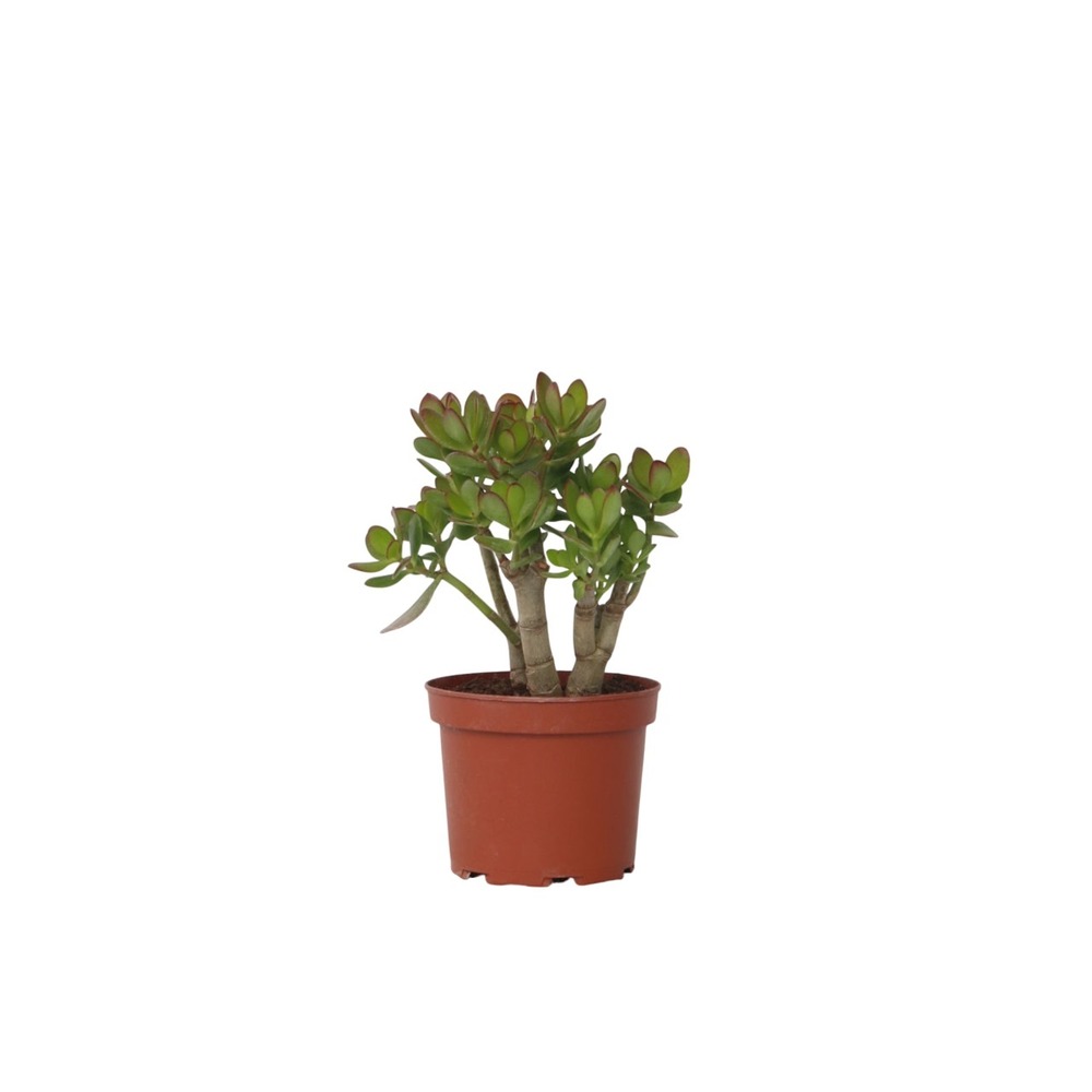 Arbre de jade - crassula ovata 'minor' - hauteur 30-35cm - ⌀17cm
