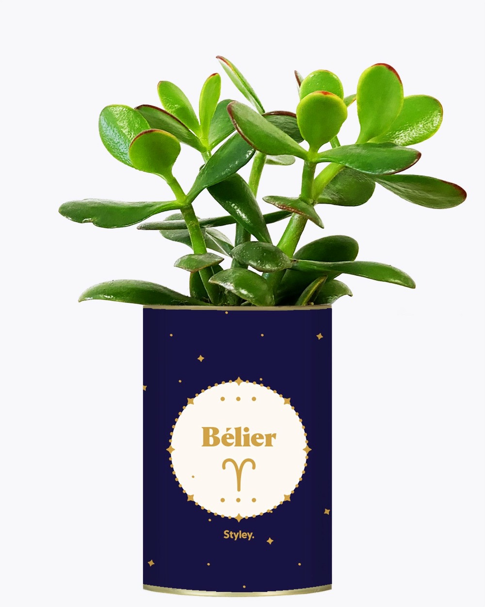 Idée cadeau - astrologie - plante zodiac