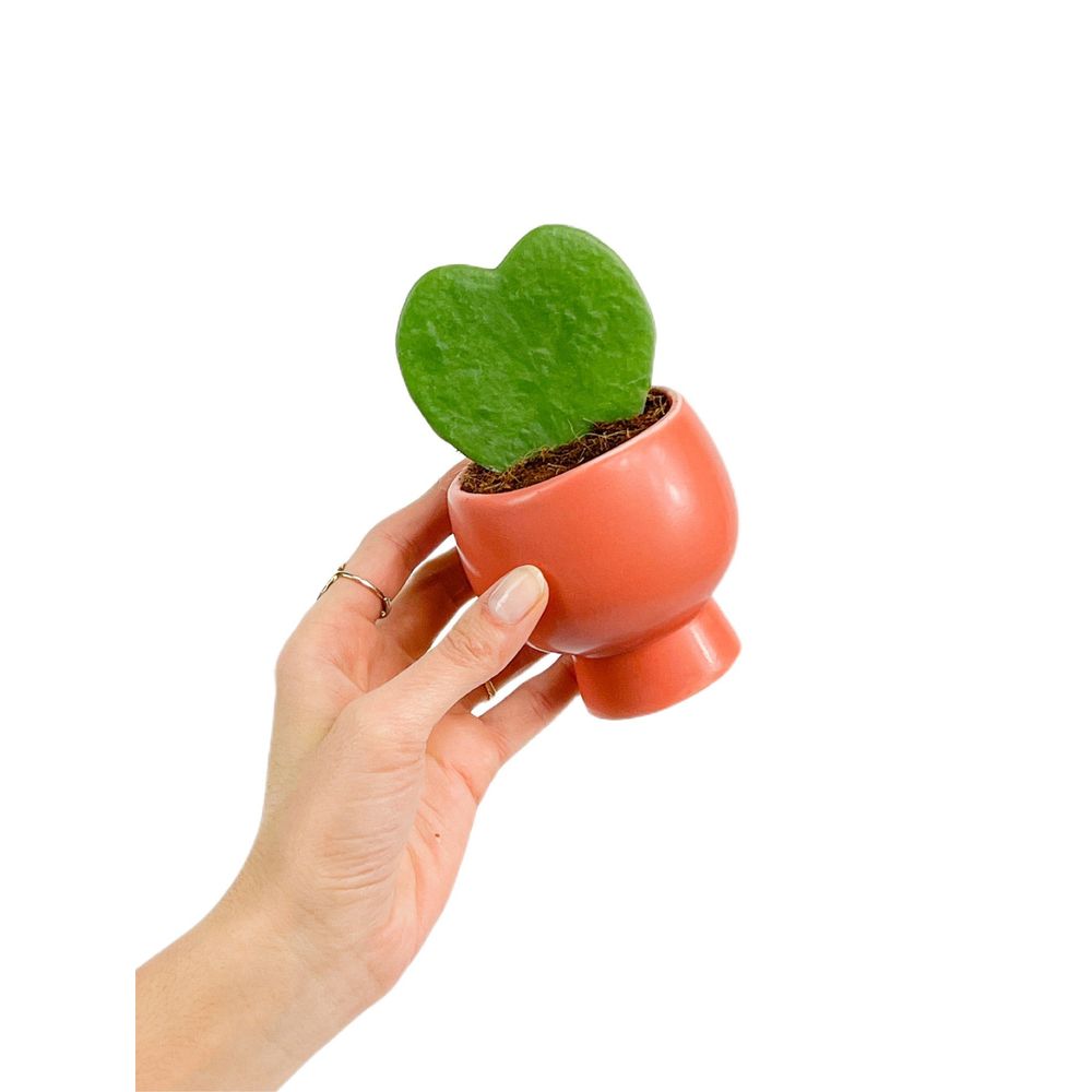 Hoya kerrii - pot de 6cm - plantes d'intérieur