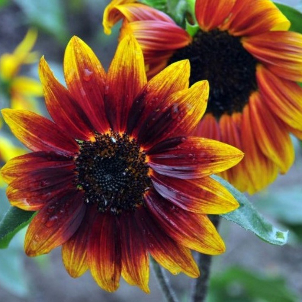 Graines de fleurs, graines de tournesol multicolore, environ 40 graines par paquet, 5 paquets