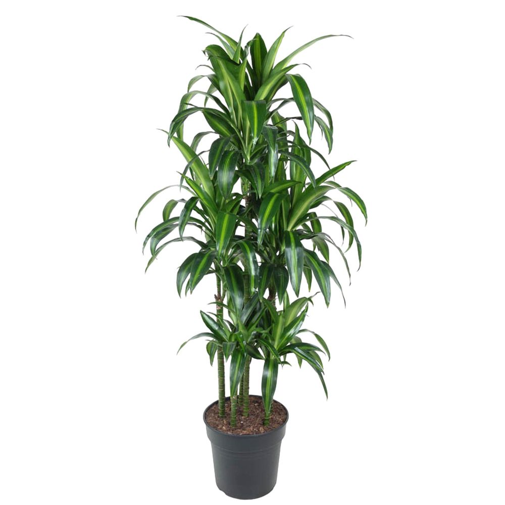Dracaena hawaiiana - plantes d'intérieur