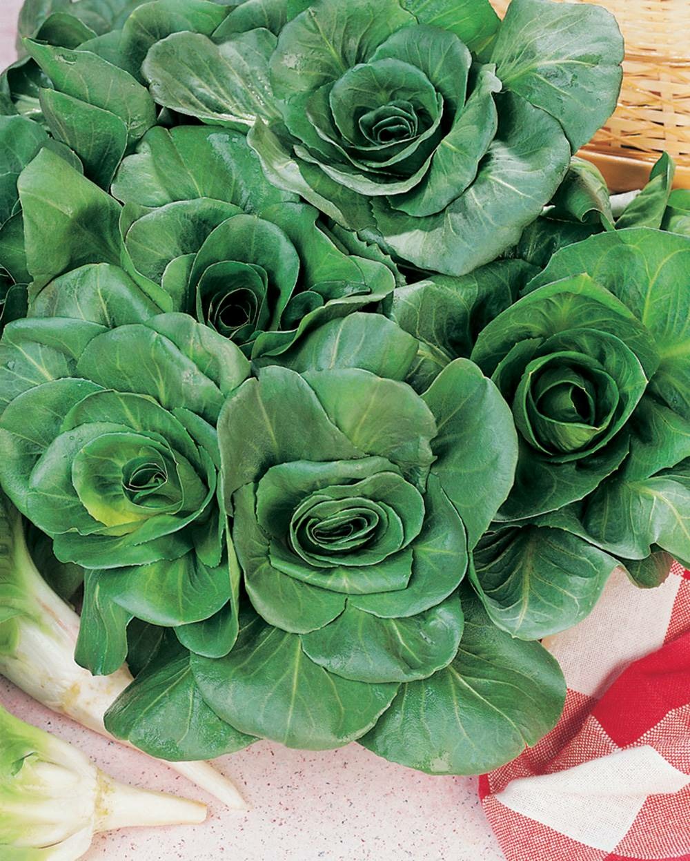 Chicoree sauvage amelioree blonde - 3 g