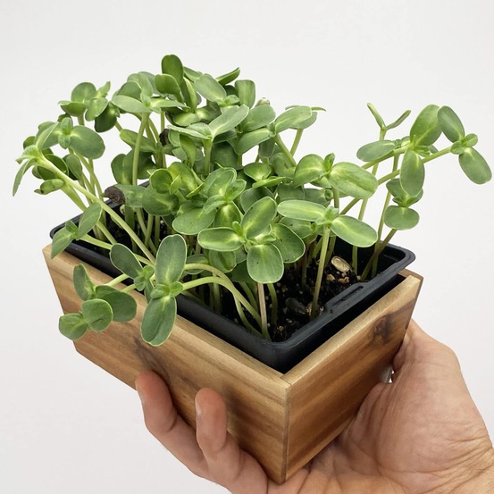 Graines de micro pousses de tournesol