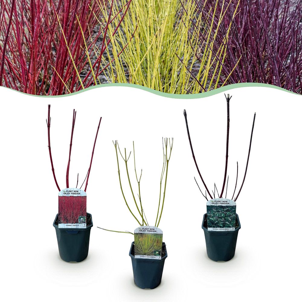 Cornouiller - lot de 3 - pot 17 cm - hauteur 50 cm
