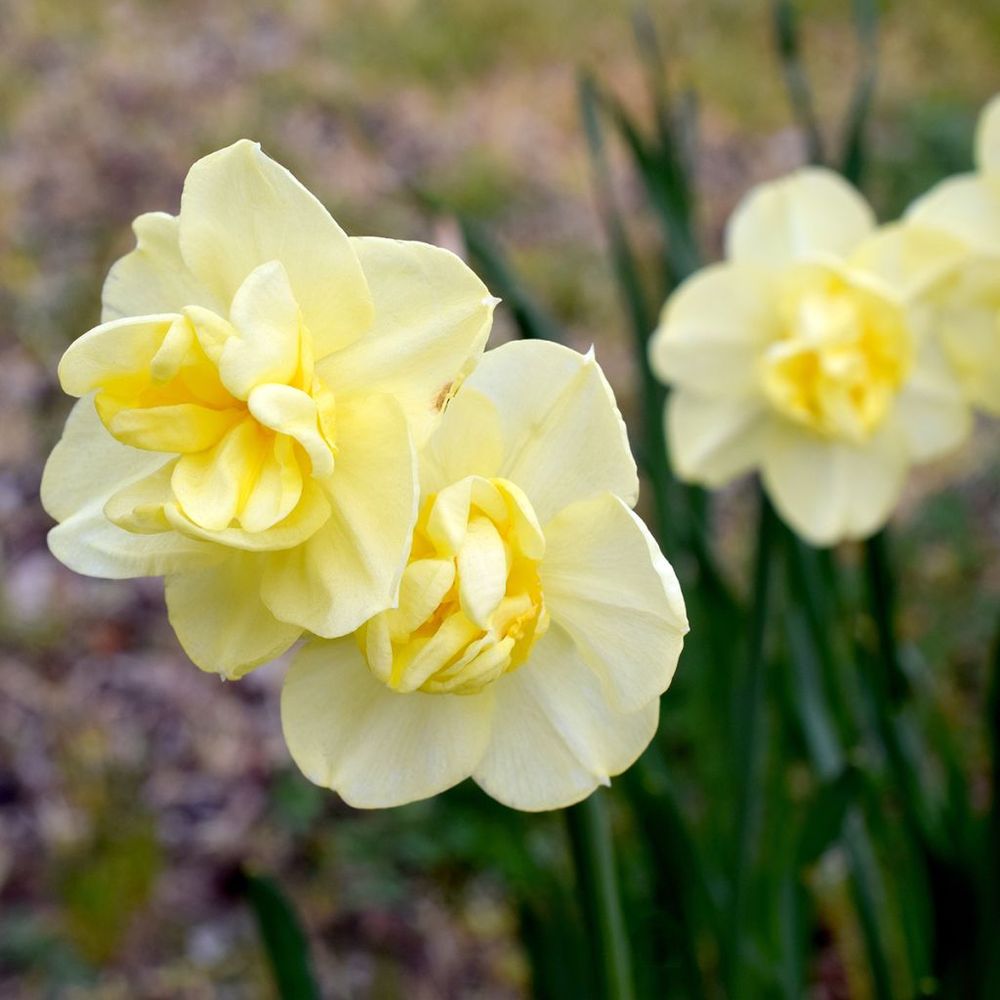 Narcisse poetaz 'yellow cheerfulness' bulbe calibre 12+ (par 10)