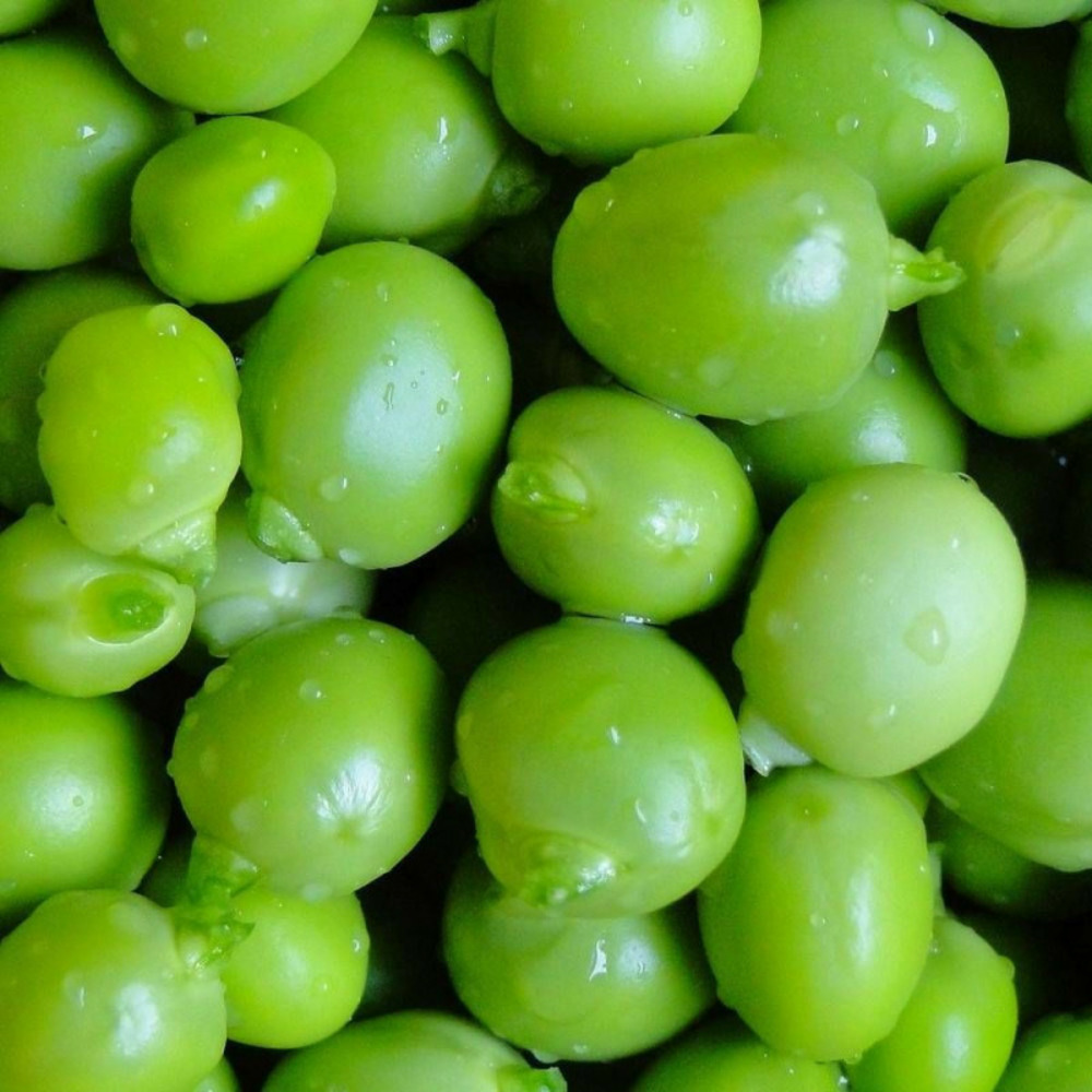 Graines de pois grimpant grain rond roi des conserves - vilmorin boite - 20 mètres