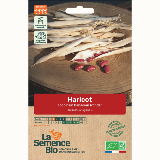 Haricot coco nain canadian wonder - graines bio