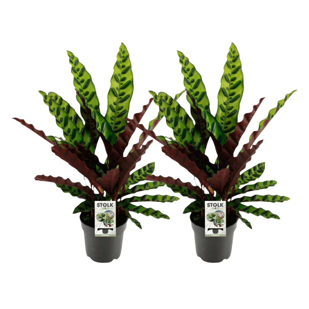 Calathea lancifolia insignis - 2 pièces - ø14cm - ↕45cm - plantes d'intérieur