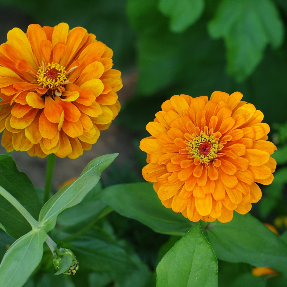 Zinnia orange - le pot / ø 10,5cm
