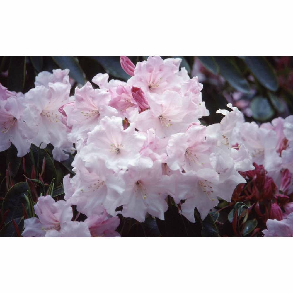 Rhododendron x 'loderi king george':pot 25l