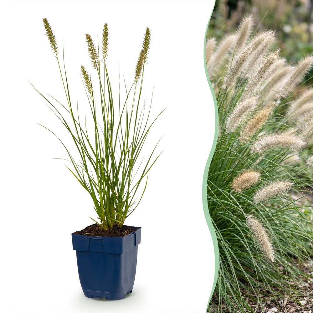 Pennisetum 'hameln' - lot de 12 - pot 11 cm - hauteur 25 cm