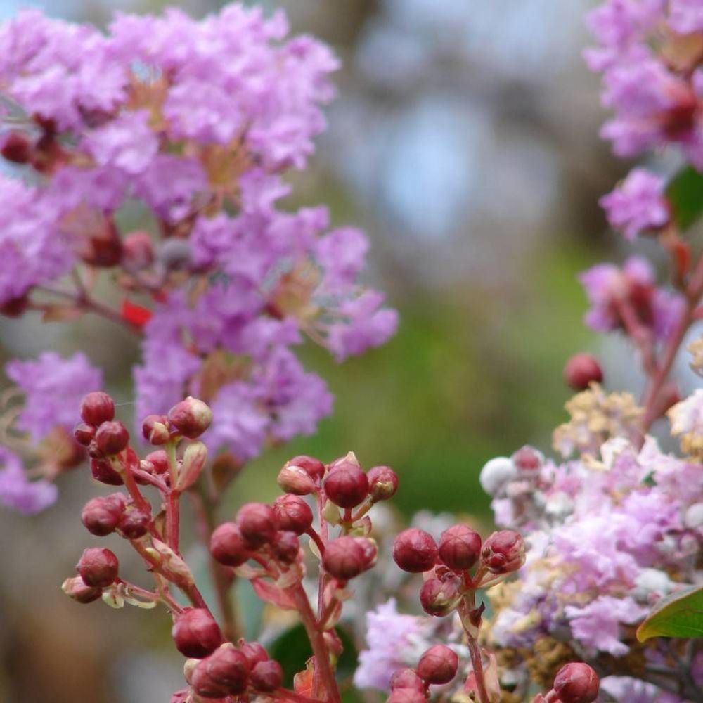 Lilas des indes violet, lagerstroemia pot de 4l - 40/60 cm