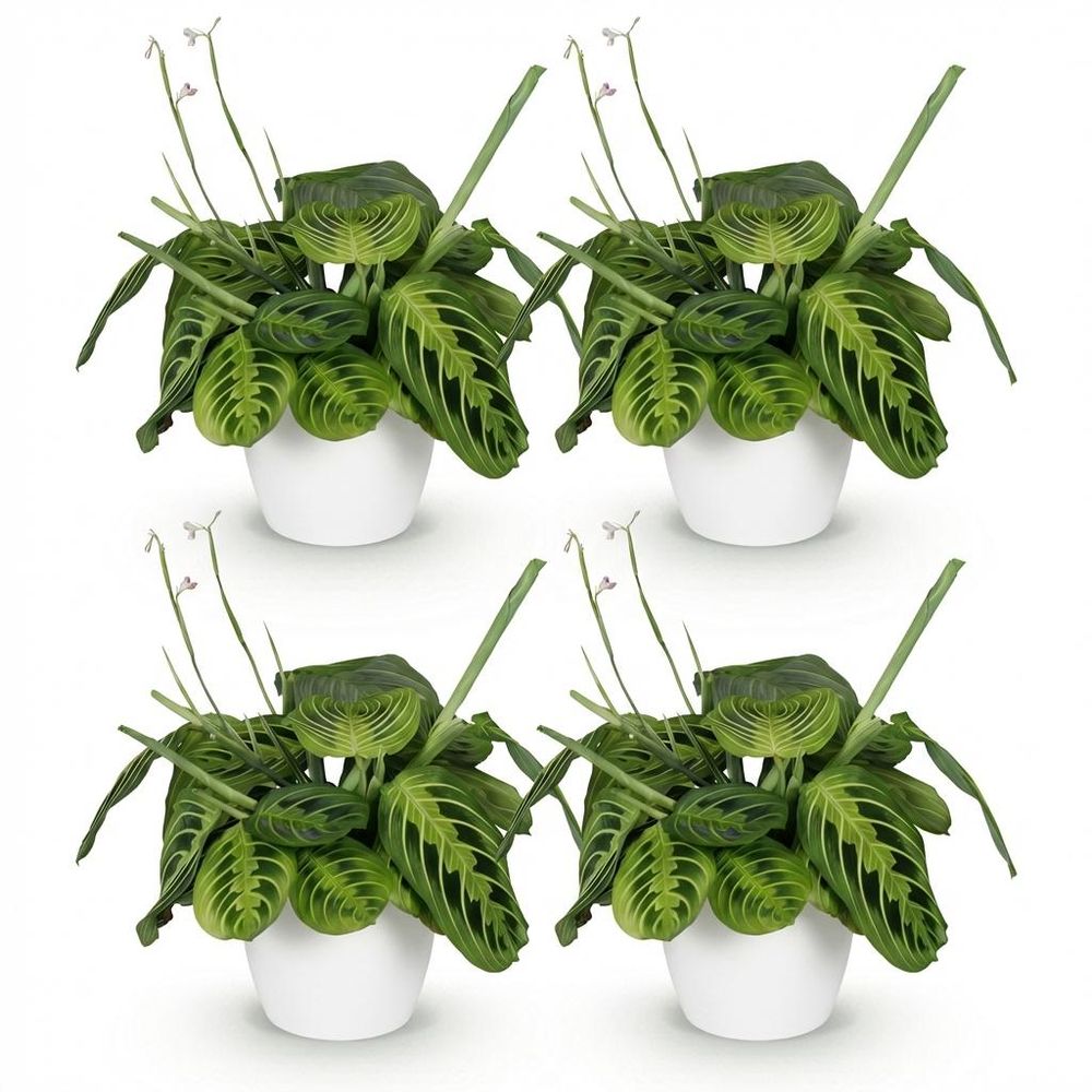 Maranta fascinator lemon lime - pet-friendly - plante de prière - pot de 12cm - hauteur 25-35cm