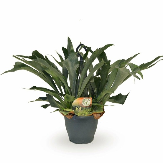 Platycerium bifurcatum - h50 cm - ø21 cm