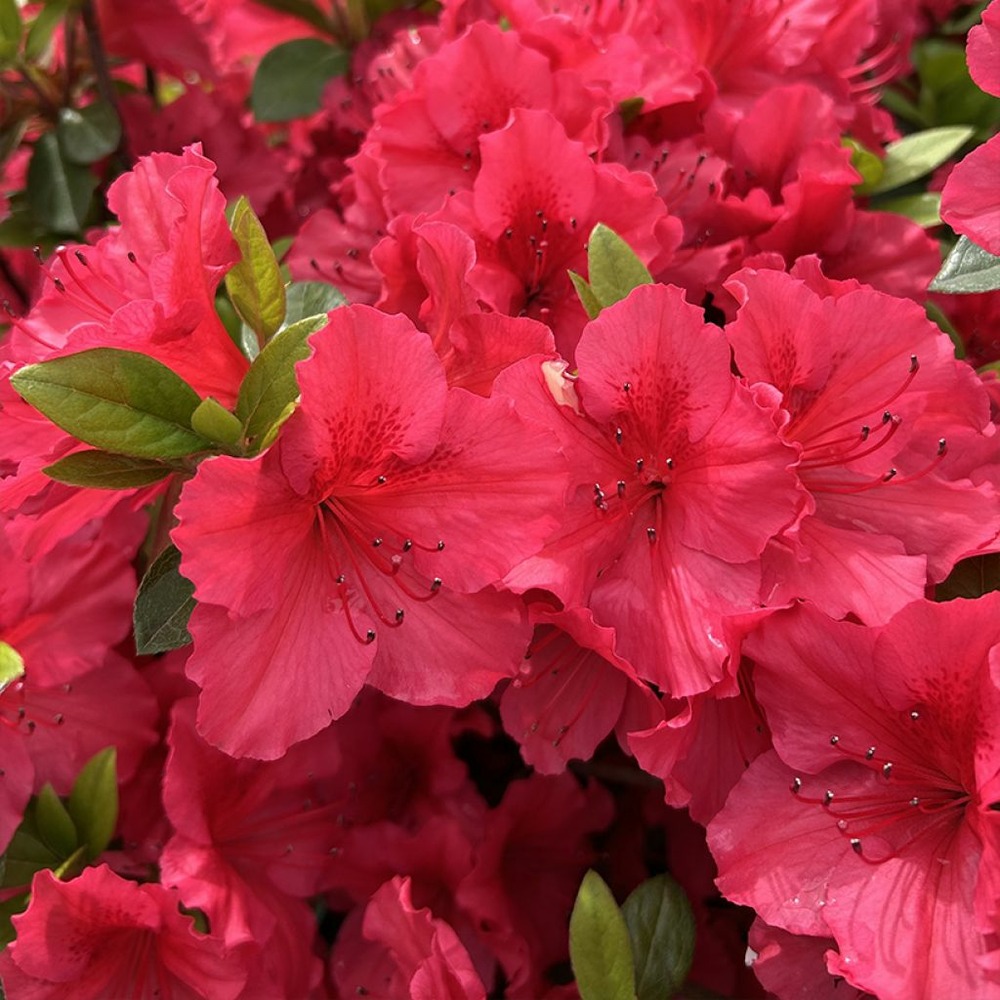 Azalée japonaise 'vuyks scarlet' godet de 8/9 cm