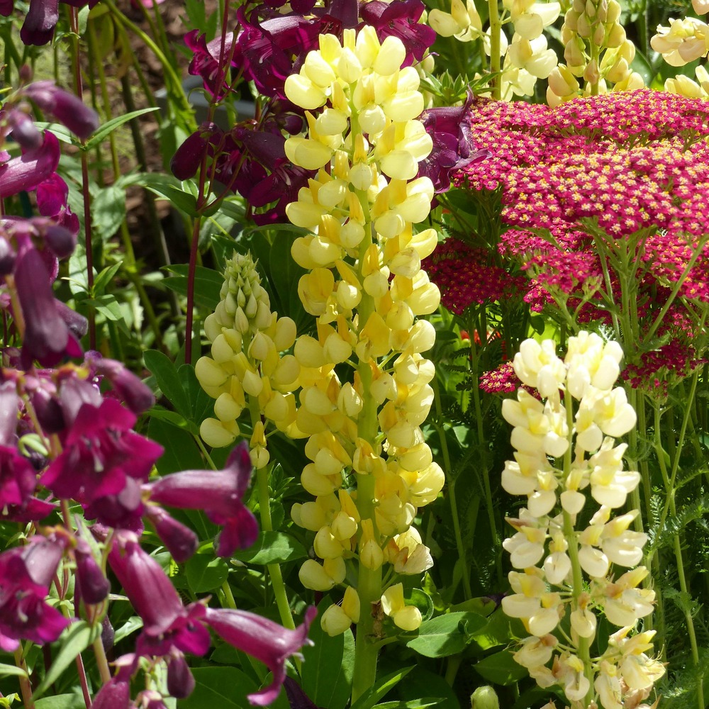 Lupin 'gallery yellow' godet de 8/9 cm