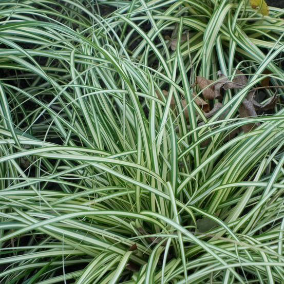 6 x laîche panaché - carex ornithopoda 'variegata' - godet 9cm x 9cm