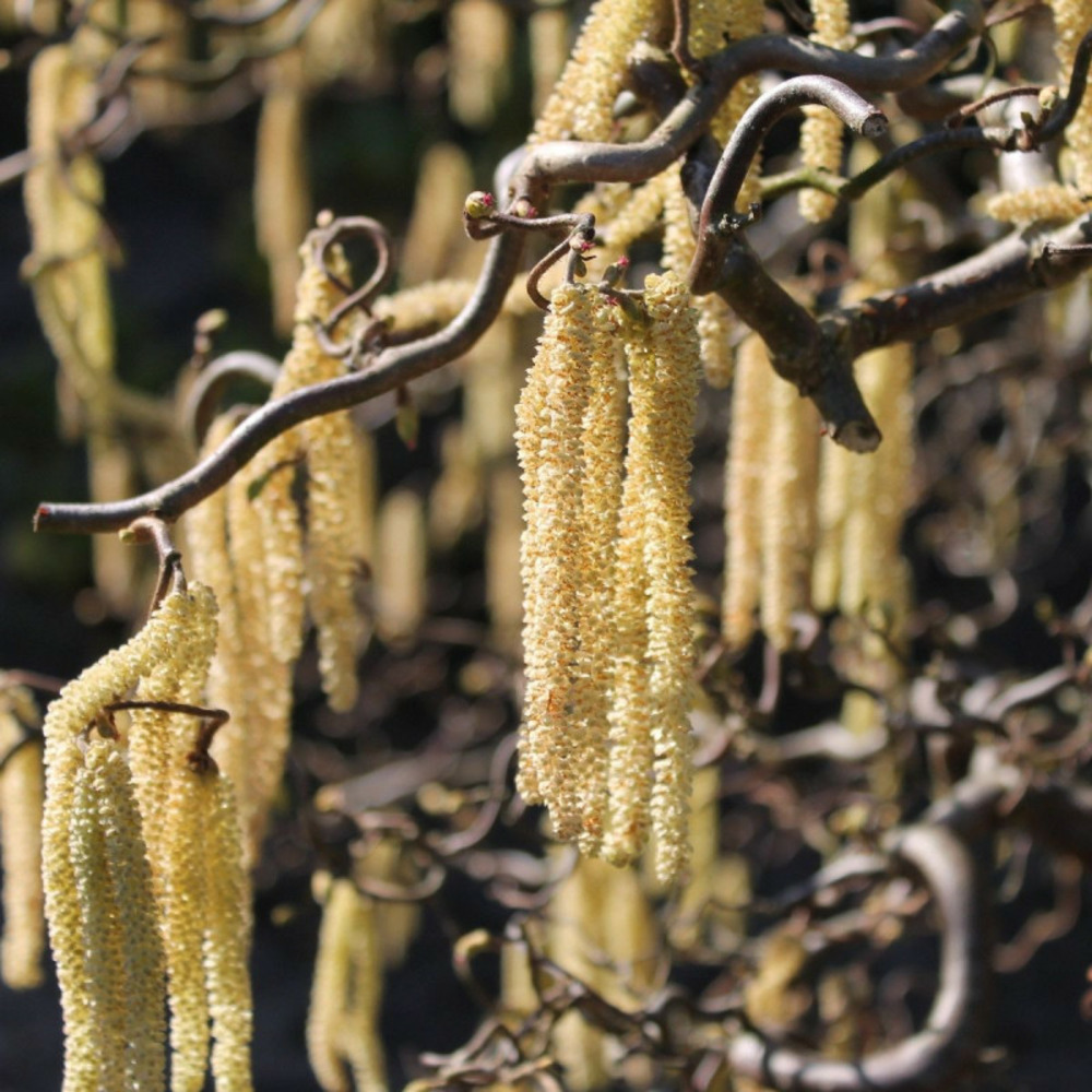 Noisetier tortueux, corylus pot de 7,5l - 60/80 cm