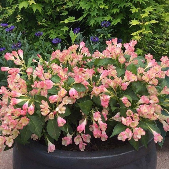 Weigela 'all summer peach' pot de 7,5l/10l