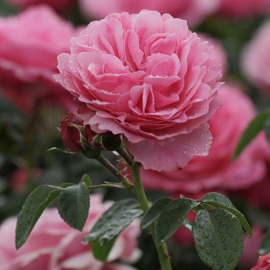 Rosier rose leonardo da vinci® - le pot / 4l / hauteur livrée 15-40cm
