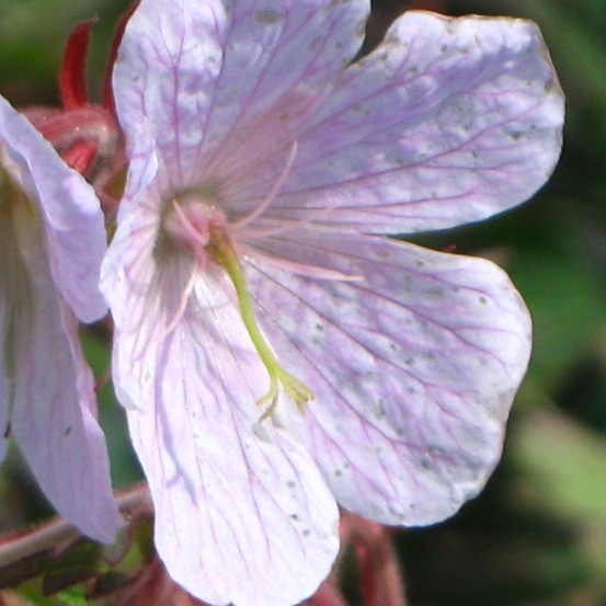 Géranium vivace des près 'marshmallow' godet de 8/9 cm