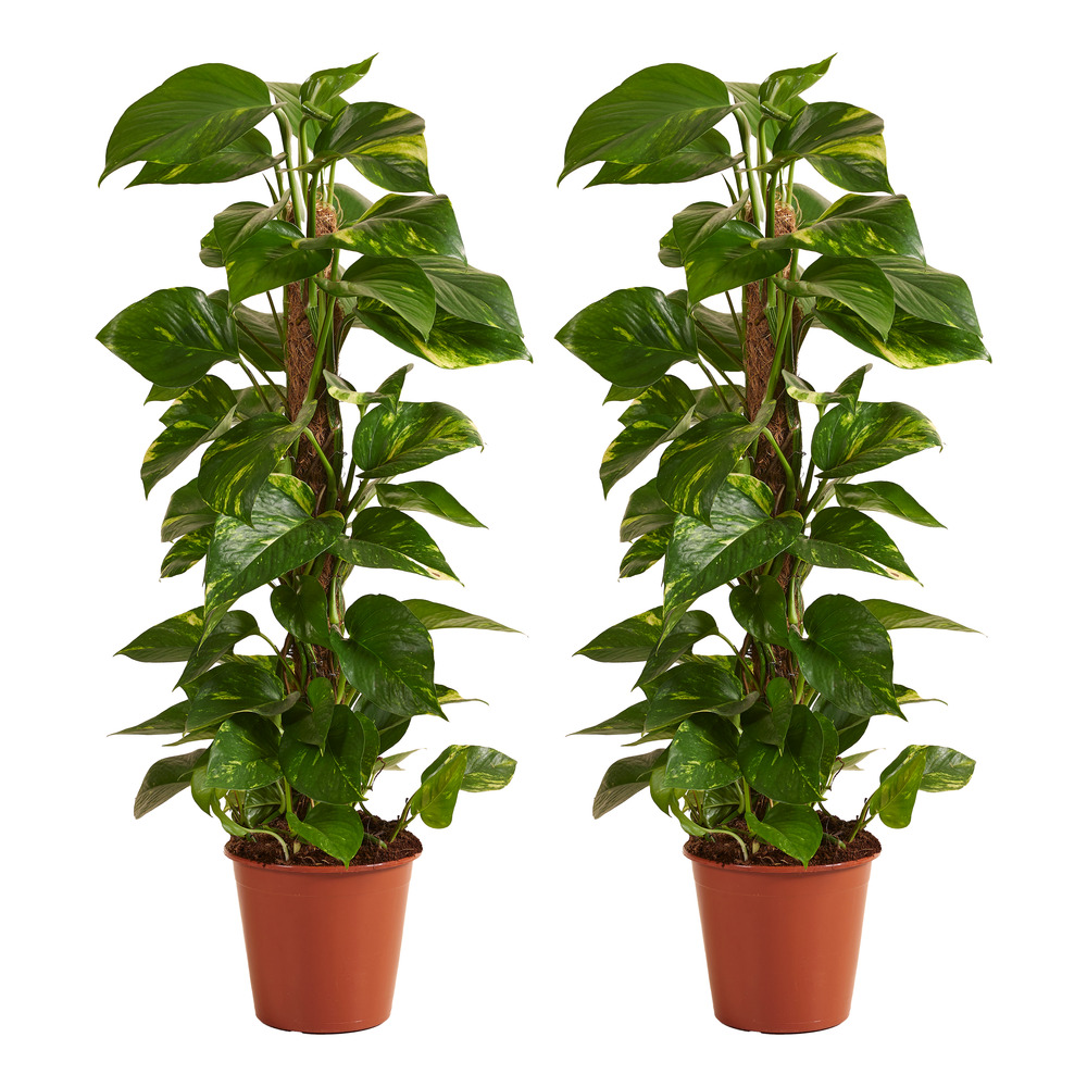 Lot de 2 epipremnum aureum avec tuteur mousse - grimpante - 70-90 cm - pot 19 cm