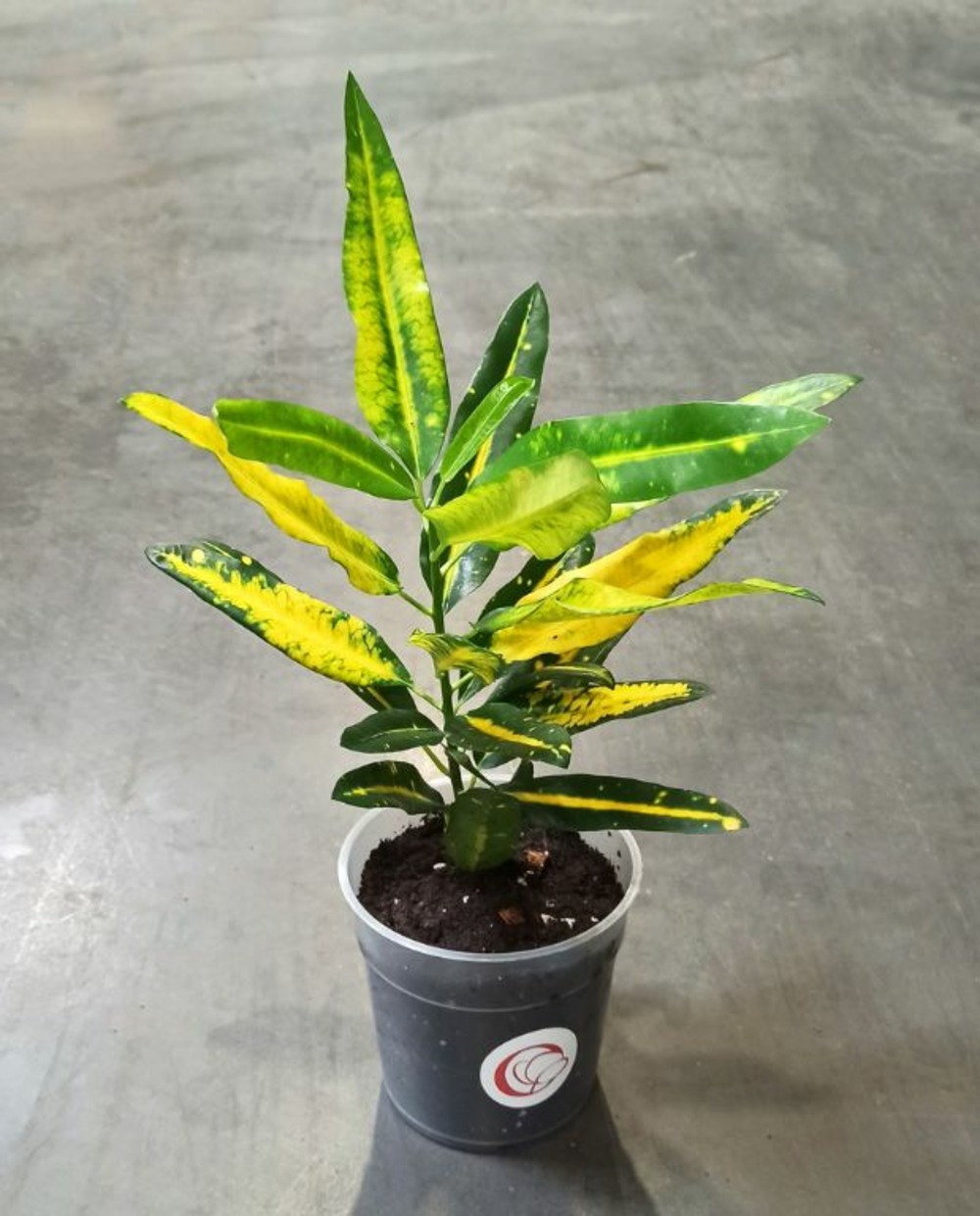 Croton - codiaeum sunny star d. 8cm h. 20cm - plante d'intérieur