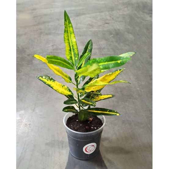 Croton - codiaeum sunny star d. 8cm h. 20cm - plante d'intérieur