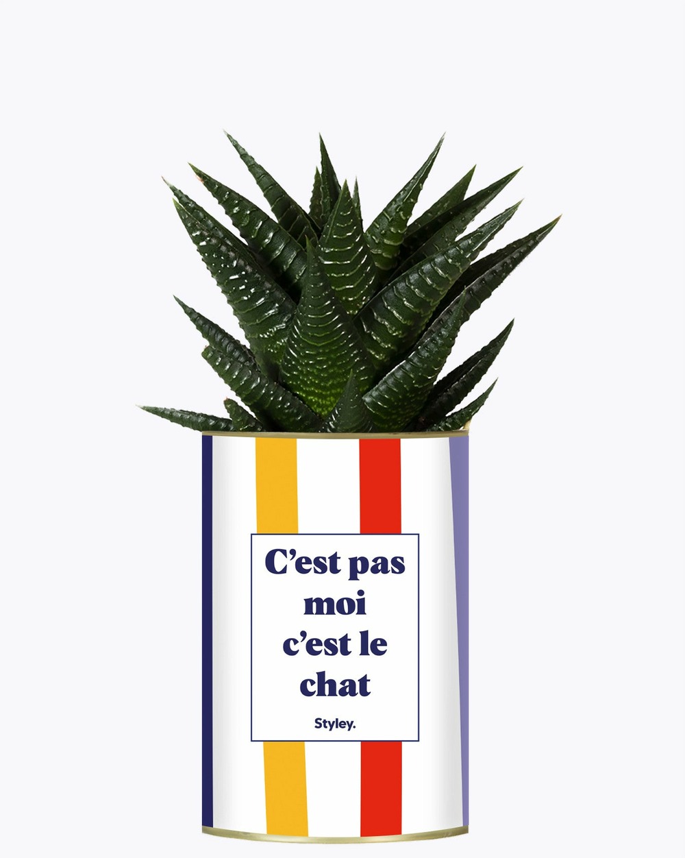 Plante drôle - c'est pas moi c'est le chat - cactus