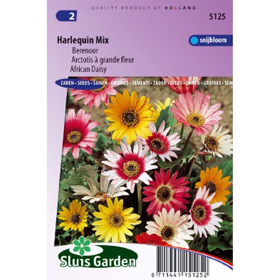 Arctotis le sachet de 50 graines environ (0,4g)