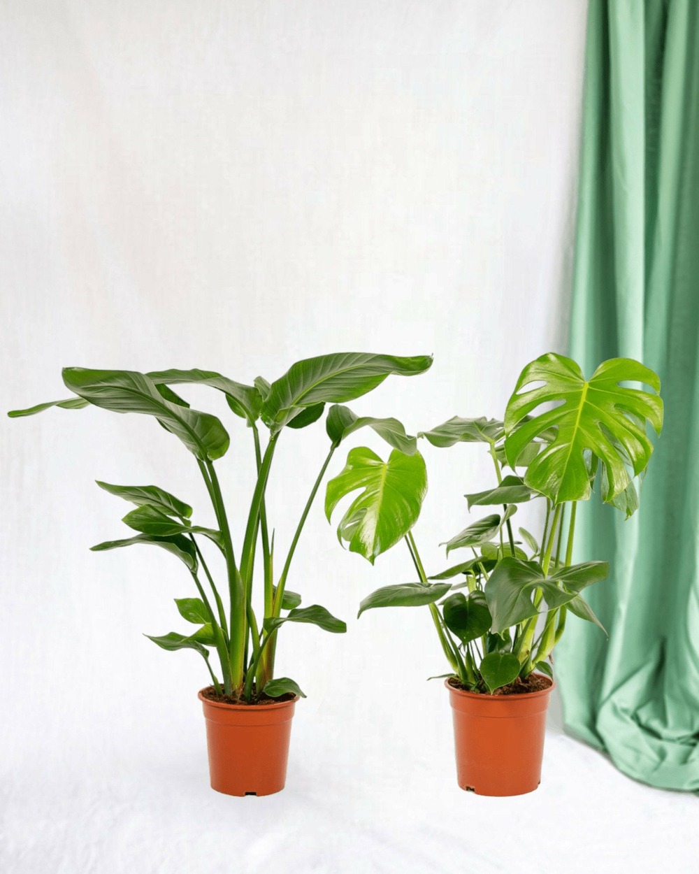 Duo strelitzia nicolai et monstera 80cm - plante d'intérieur
