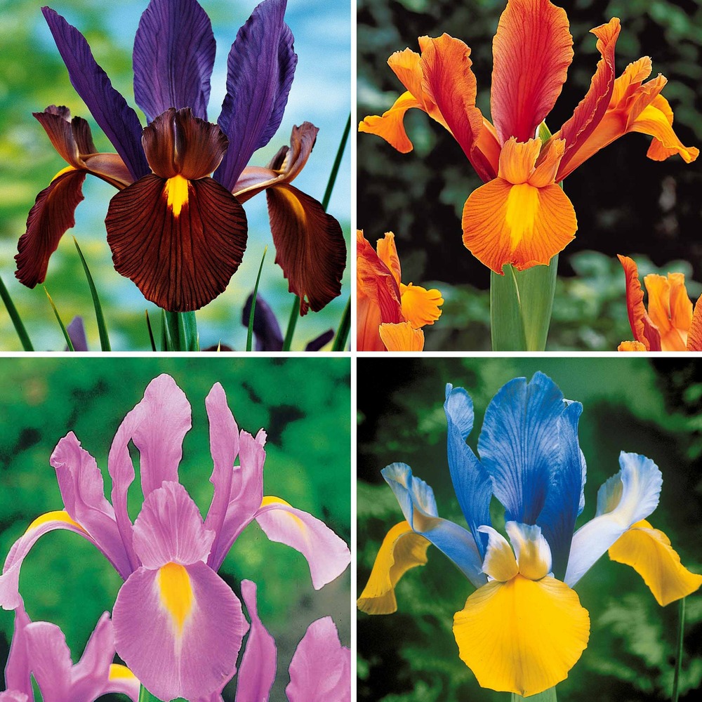 40 iris de hollande colorés en mélange - le sachet de 40 bulbes / circonférence 6-7cm, vendu par lot de 4