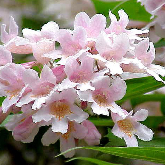 2 x buisson de beauté 'pink cloud' - kolkwitzia amabilis 'pink cloud' - 30-50 cm pot