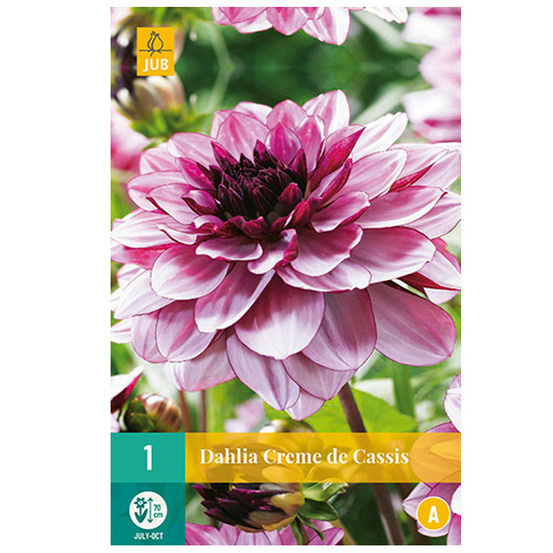 1 dahlia creme de cassis violet