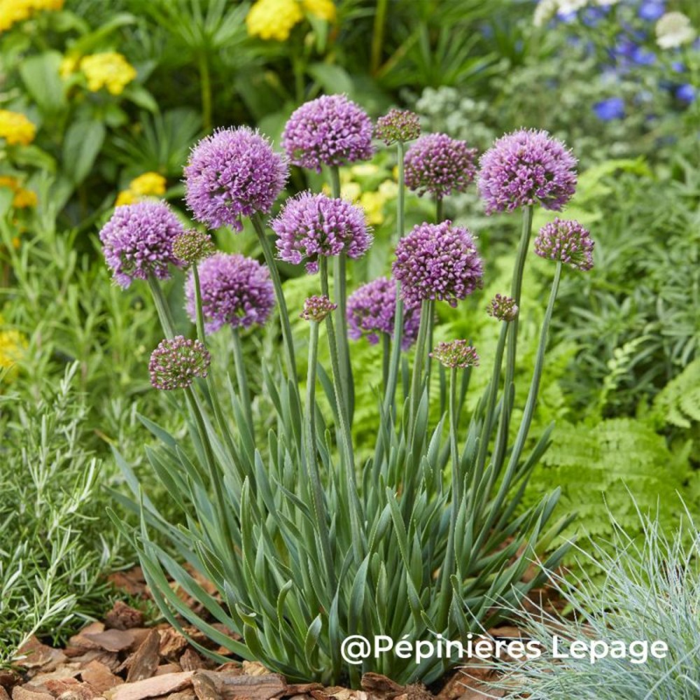 3 ails d'ornement 'little sapphire' (allium senescens 'little sapphire')