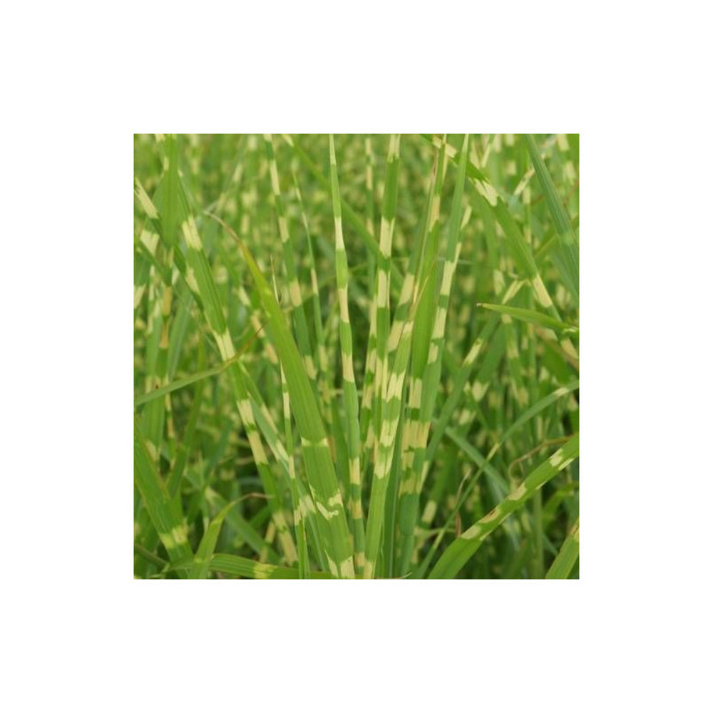 Miscanthus, roseau de chine strictus lot de 5 godets