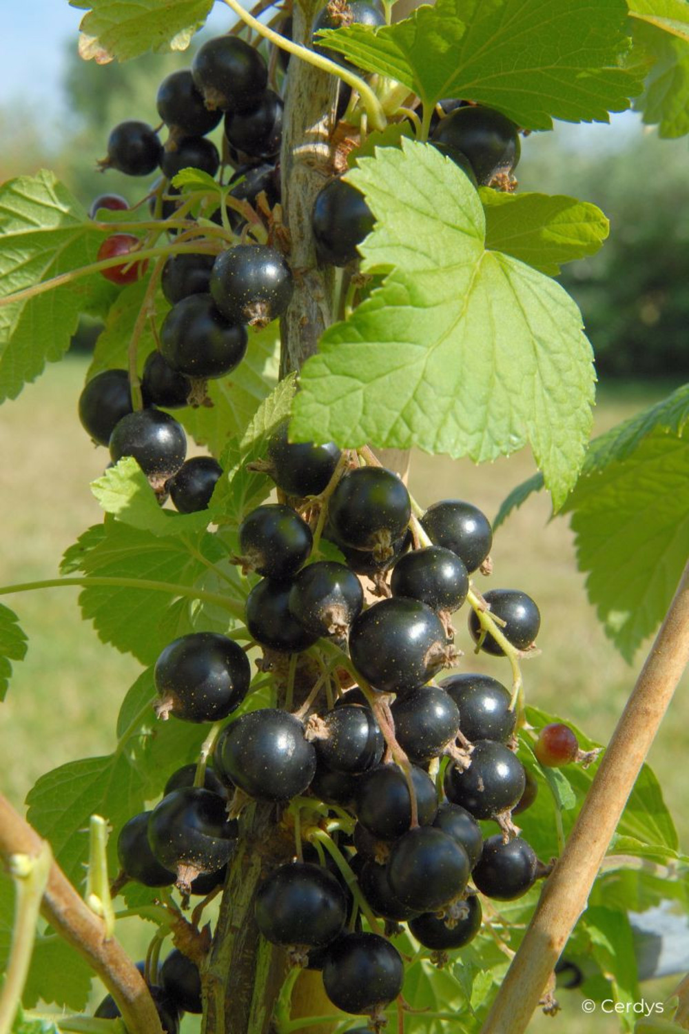 Cassis 'blackdown' - en pot de 1,5 litres
