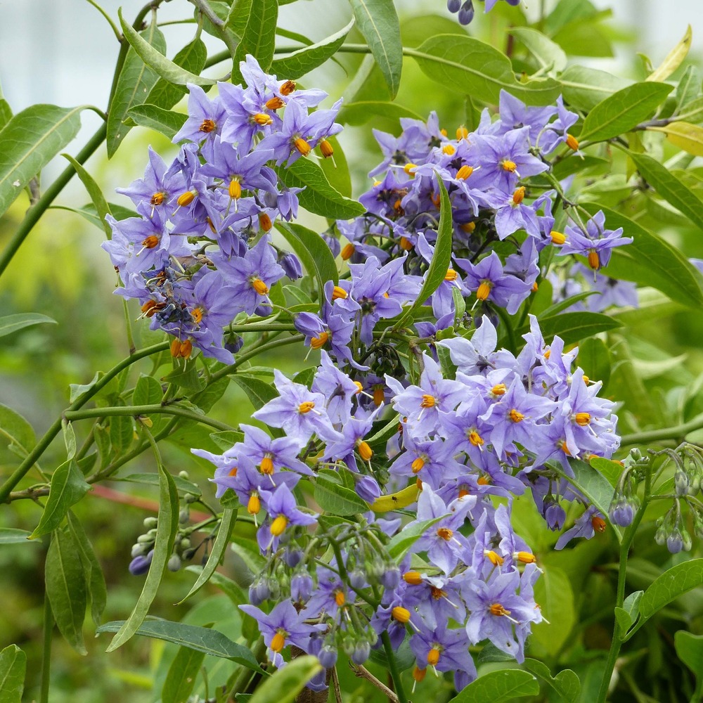 Solanum 'glasnevin' pot de 2l/3l