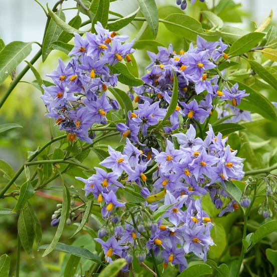 Solanum 'glasnevin' pot de 2l/3l