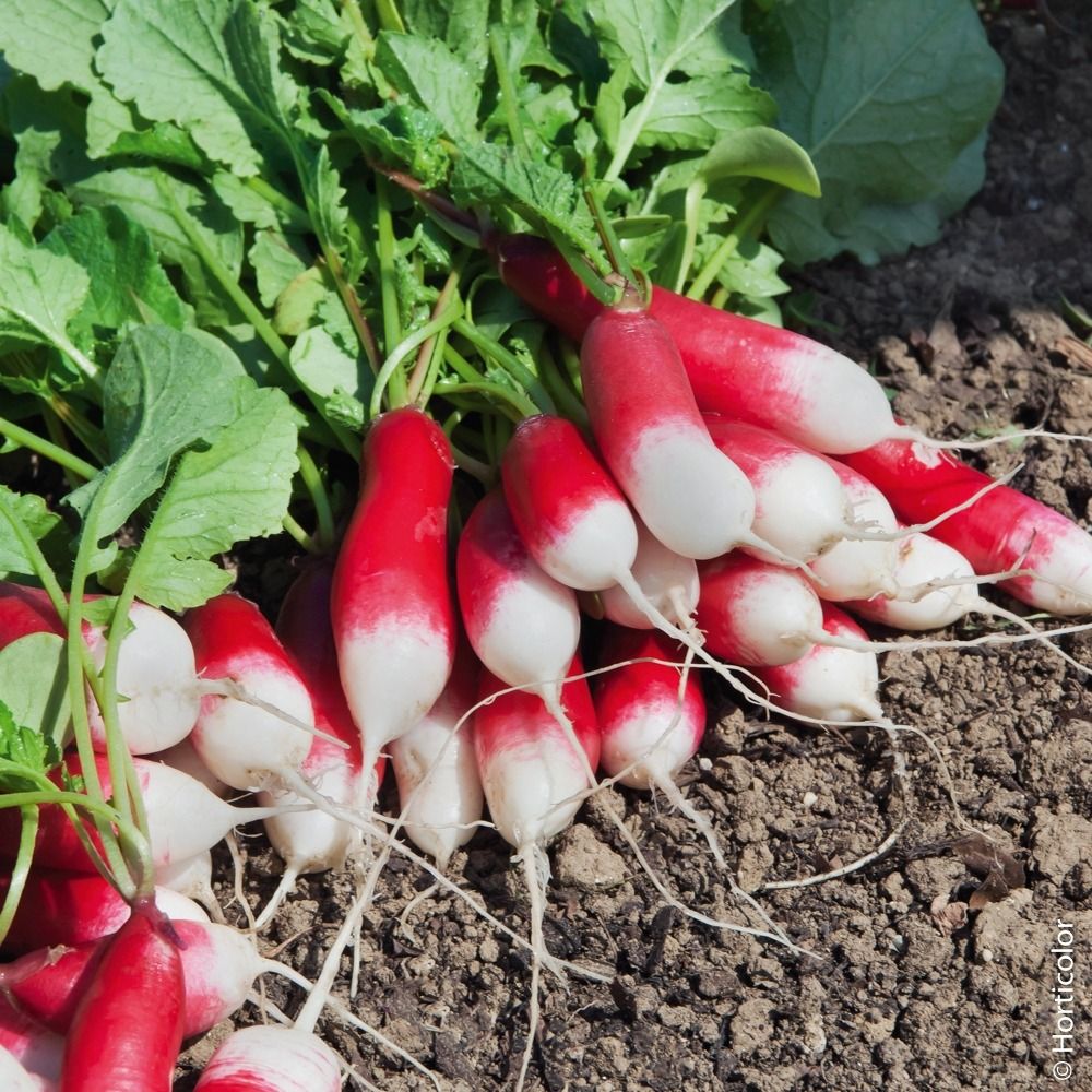Radis flamboyant 5 le sachet économique