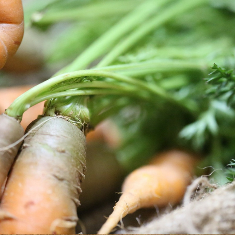 Graines de carotte fourragère blanche à collet vert hors terre - vilmorin sachet