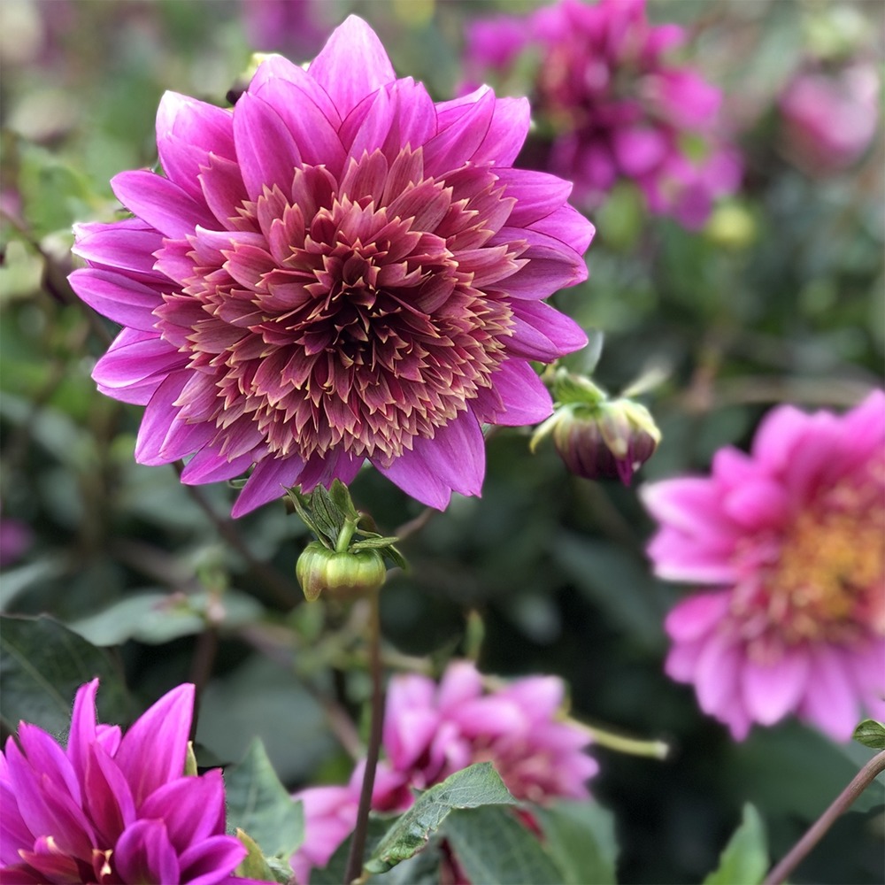 Dahlia gpe à collerette 'mambo' bulbe calibre i